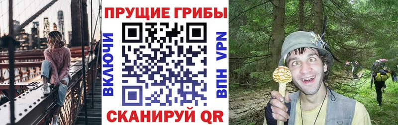 Псилоцибиновые грибы Psilocybe  Людиново 
